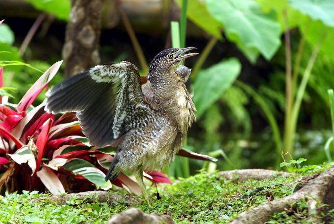 黑冠麻鷺亞成鳥 黑冠麻鷺亞成鳥