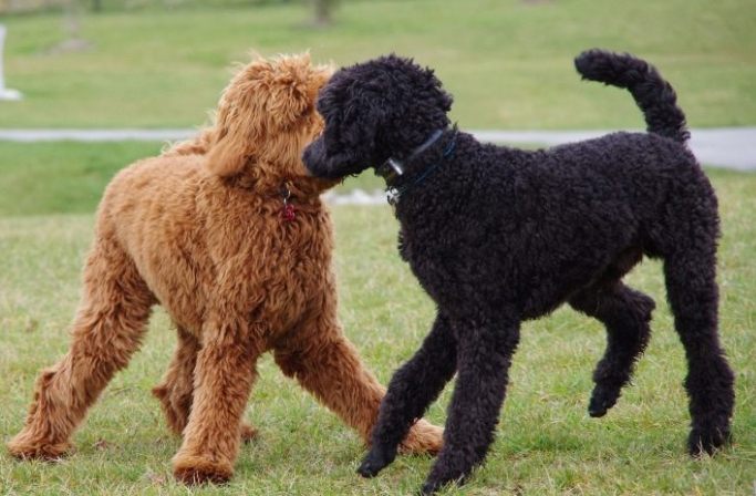 大型卷毛犬品種 大型卷毛犬品種