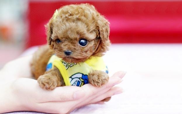 茶杯犬體型大小 茶杯犬體型大小