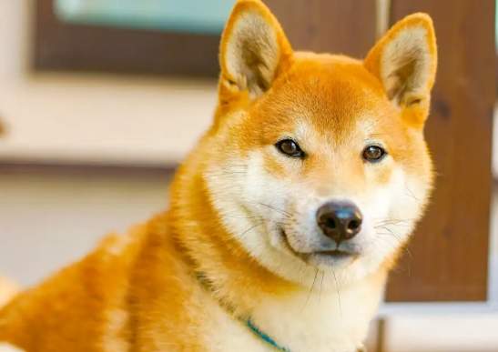 柴犬愛主人行為
