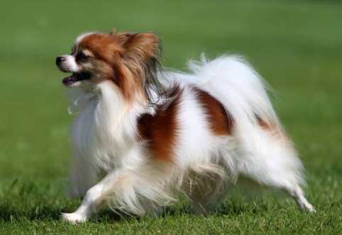 蝴蝶犬體型 蝴蝶犬體型