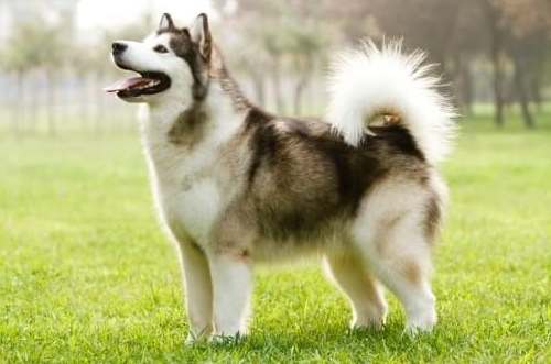 黃金獵犬飼養