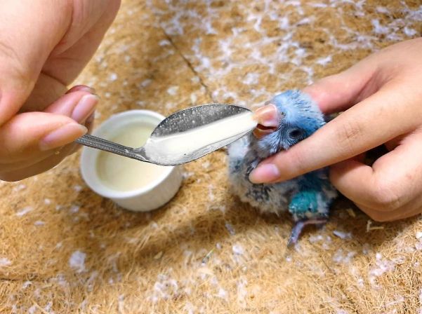 幼鸟喝牛奶