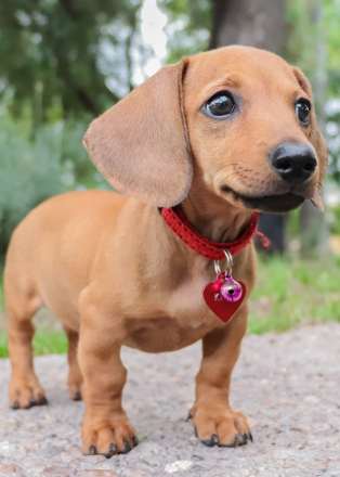 小型犬 小型犬