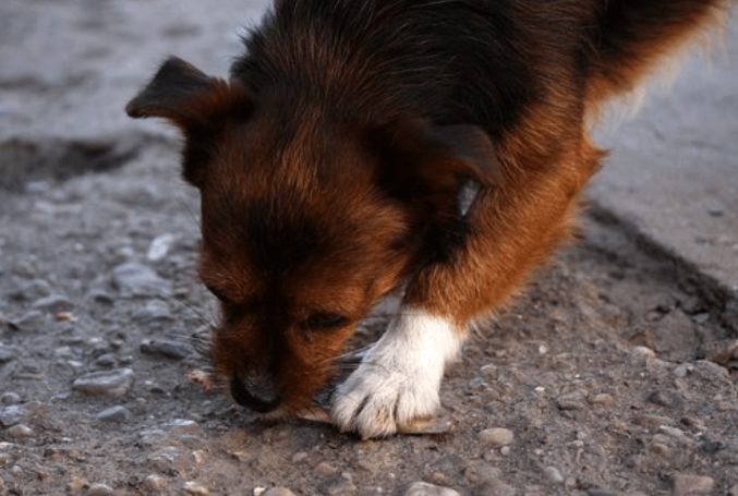 狗狗誤食 狗狗誤食