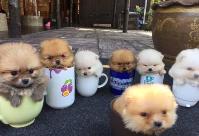 茶杯犬培育過程 茶杯犬培育過程