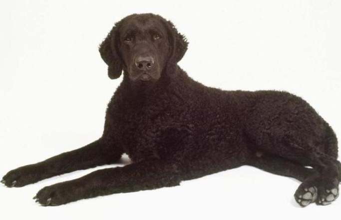 捲毛尋回犬飼養 捲毛尋回犬飼養