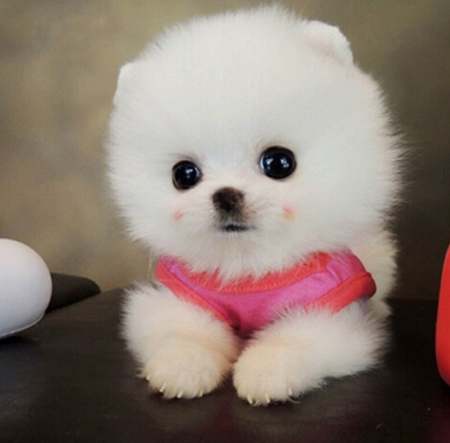 茶杯犬壽命