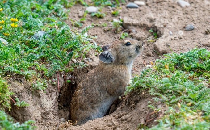高原鼠兔飼養 高原鼠兔飼養