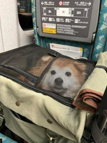 高鐵寵物運輸 高鐵寵物運輸