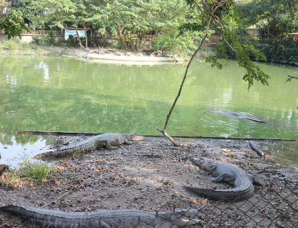 鱷魚農場交通方式 鱷魚農場交通方式