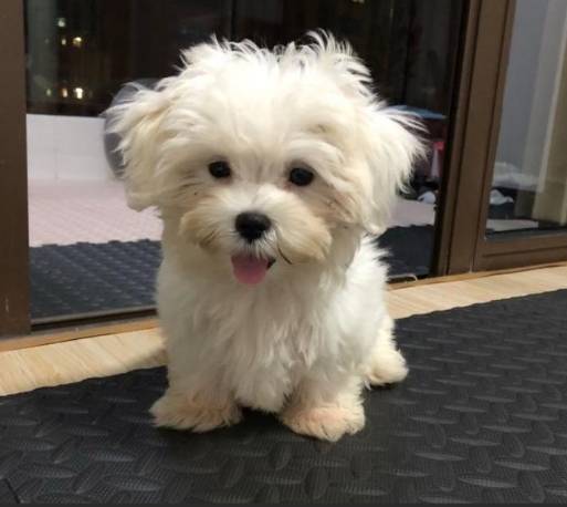 馬爾濟斯犬智力 馬爾濟斯犬智力