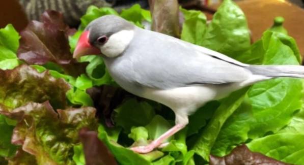 銀文鳥飼養 銀文鳥飼養