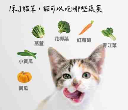 貓咪飲食禁忌 貓咪飲食禁忌