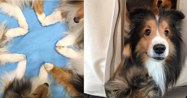大型喜樂蒂牧羊犬 大型喜樂蒂牧羊犬