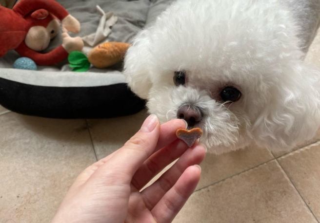 比熊飲食玉米 比熊飲食玉米