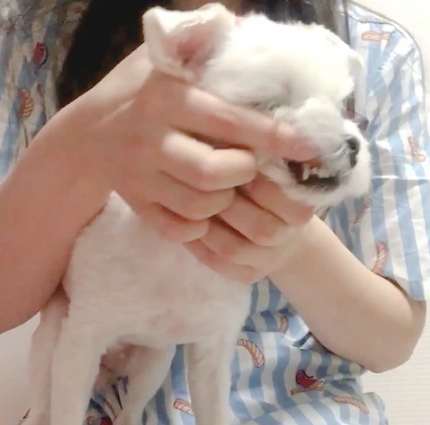 狗狗牙齒保健 狗狗牙齒保健