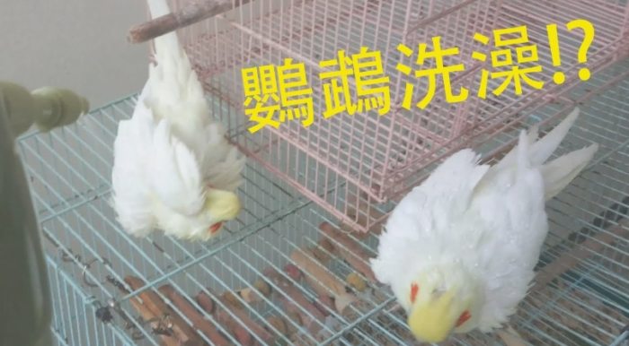 玄鳳鸚鵡洗澡方法 玄鳳鸚鵡洗澡方法