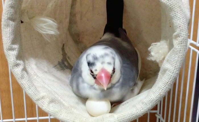 文鳥產卵徵兆 文鳥產卵徵兆