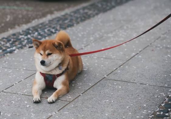 柴犬飼養
