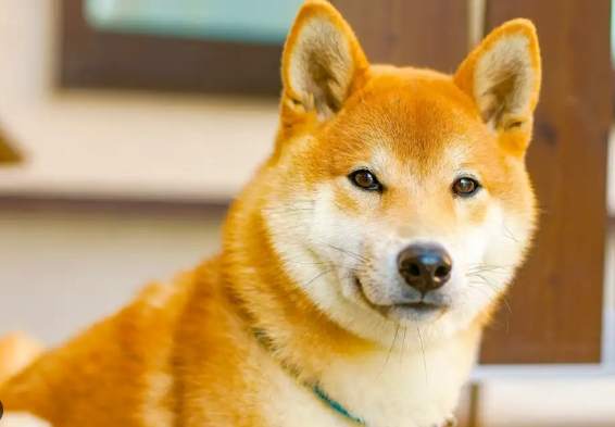 柴犬顏色概率 柴犬顏色概率