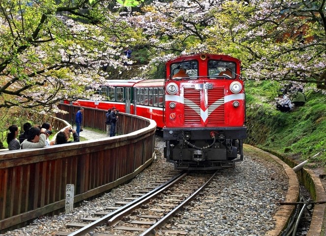 阿里山自由行 阿里山自由行