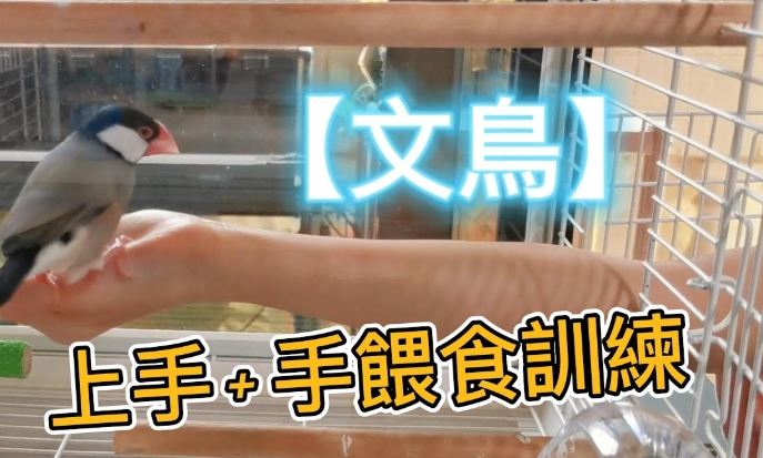 文鳥上手訓練 文鳥上手訓練