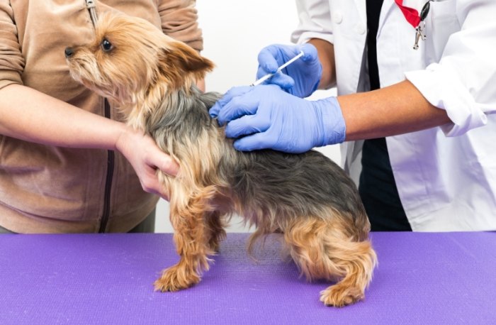 狂犬病預防 狂犬病預防