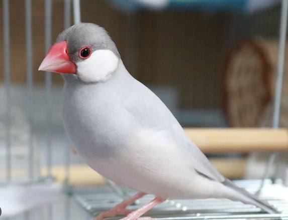 文鳥品種