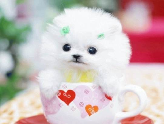 茶杯犬健康問題 茶杯犬健康問題