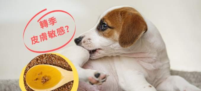 芥花油狗食用 芥花油狗食用