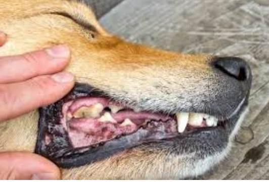 狗狗口腔護理 狗狗口腔護理