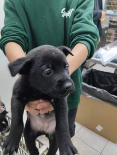 領養小型犬注意事項 領養小型犬注意事項