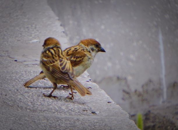 麻雀幼鳥餵食 麻雀幼鳥餵食