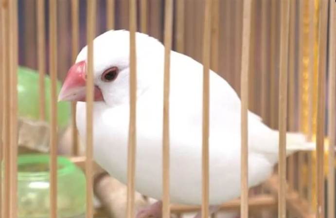 文鳥叫遠訓練 文鳥叫遠訓練