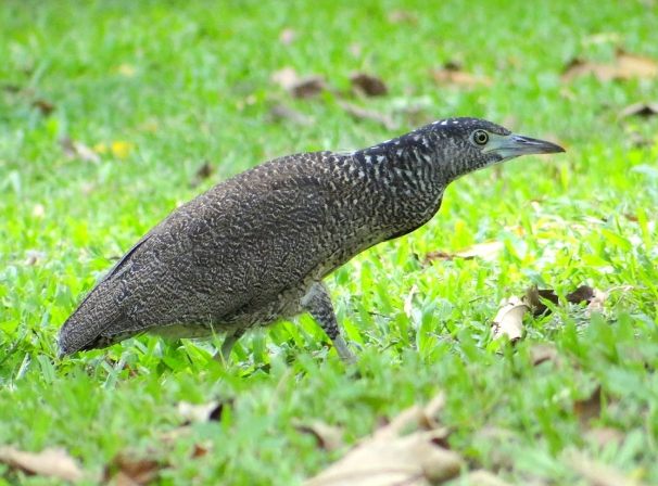 黑冠麻鷺亞成鳥 黑冠麻鷺亞成鳥