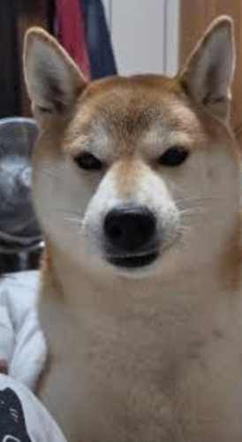 狗狗傷口處理 狗狗傷口處理