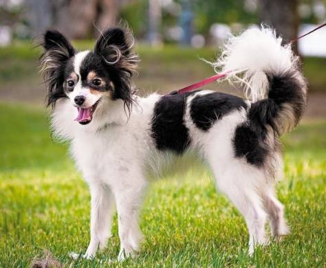蝴蝶犬吉娃娃飼養