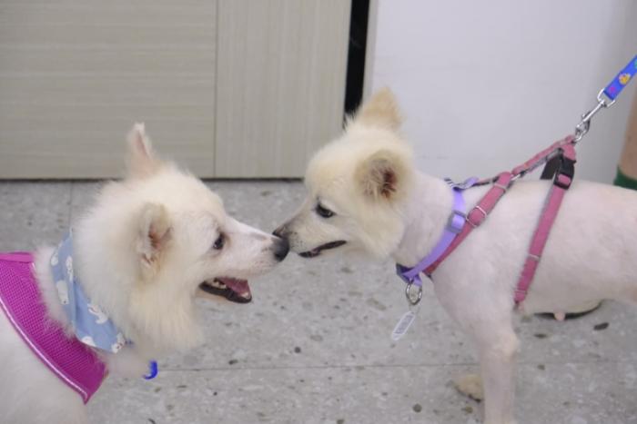 台灣小型犬領養 台灣小型犬領養
