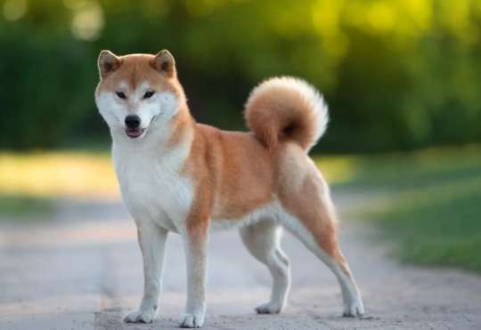 柴犬飲食安全