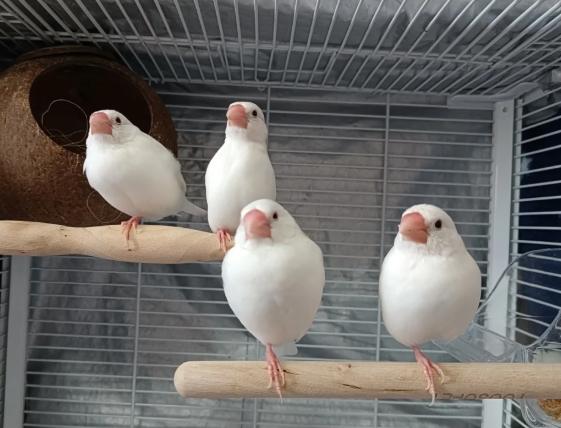 文鳥價格