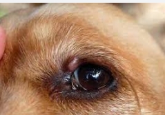 狗狗眼睛腫原因 狗狗眼睛腫原因