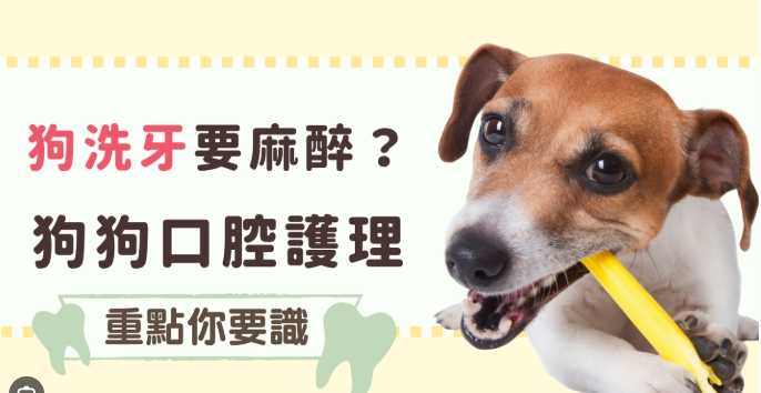 寵物牙科無麻醉 寵物牙科無麻醉