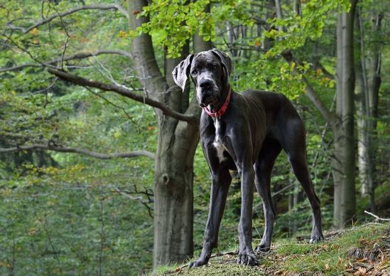 大丹犬兇猛 大丹犬兇猛