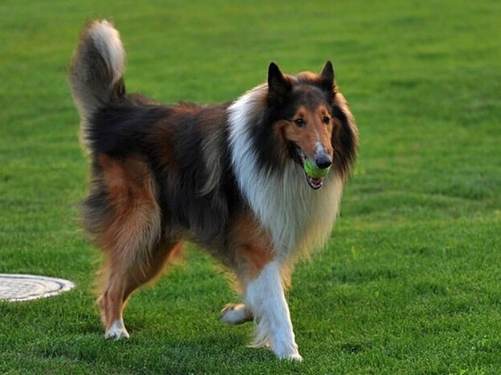 喜樂蒂牧羊犬飼養