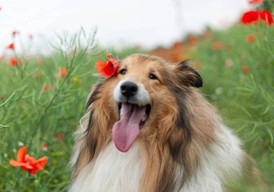 延長喜樂蒂牧羊犬壽命