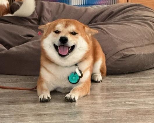 柴犬照顧