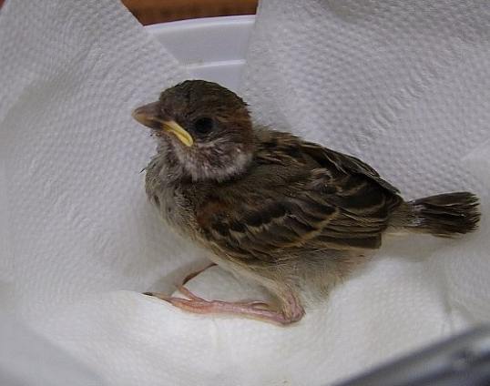 撿到幼鳥怎麼辦 撿到幼鳥怎麼辦