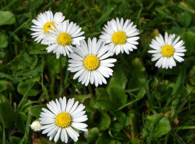 小雛菊花瓣用途 小雛菊花瓣用途