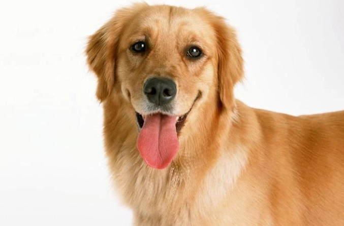 狗狗月經症狀護理 狗狗月經症狀護理